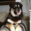 General (Malamute) - dog on couch
