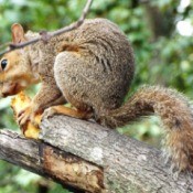 Cute Little Squirrel - squirrel on a broken branch eating an apple core