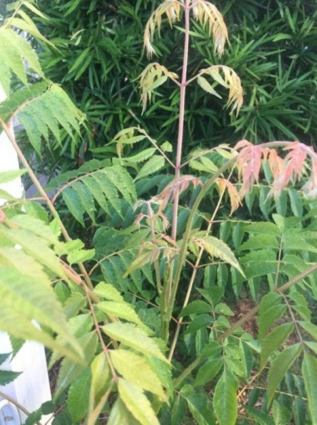 Identifying Garden Plants - foliage plant with medium green leaves that are pinkish when new