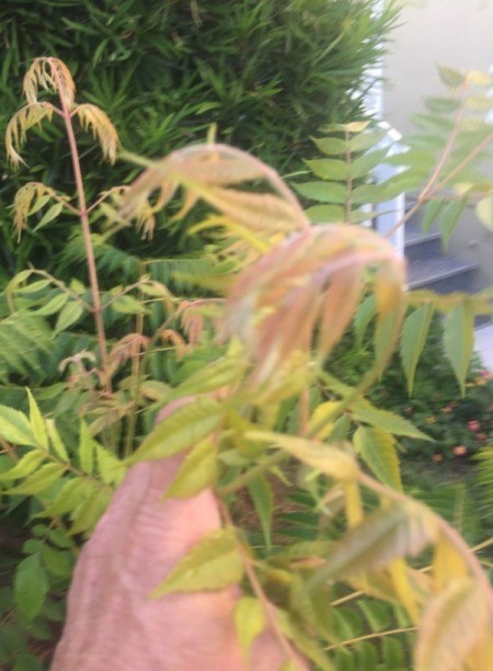 Identifying Garden Plants