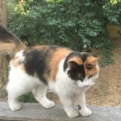 Cat on railing