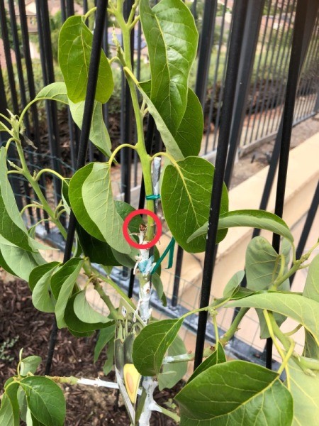 Saving an Avocado Tree Damaged by a Heat Wave - closeup of place where main trunk removed