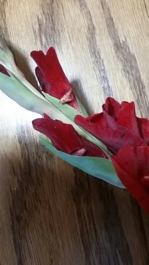 Gladiolus with Horn-like Protrusions on Petals - unopened buds with brown protrusions