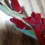 Gladiolus with Horn-like Protrusions on Petals - unopened buds with brown protrusions