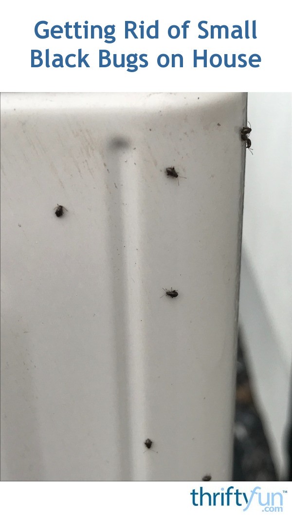 Getting Rid Of Small Black Bugs On House Thriftyfun