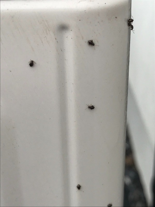 tiny black bugs in house