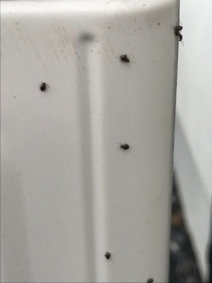 Getting Rid of Small Black Bugs on House - bugs