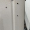 Getting Rid of Small Black Bugs on House - bugs