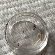 Small Bugs on the Bed - closeup of bugs