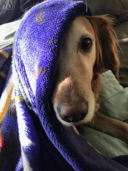 Raven (Golden Retriever) - dog with face half covered with purple blanket