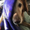 Raven (Golden Retriever) - dog with face half covered with purple blanket