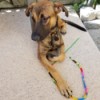 What is My German Shepherd Mixed With? - tan and black puppy