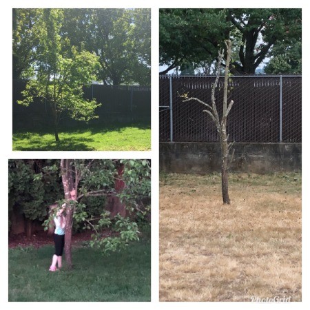 Over Pruned Pear Tree