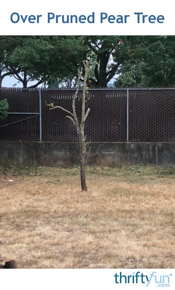 Over Pruned Pear Tree? ThriftyFun