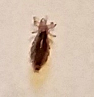Identifying a Bug Found in Bathroom - brown ovoid bug