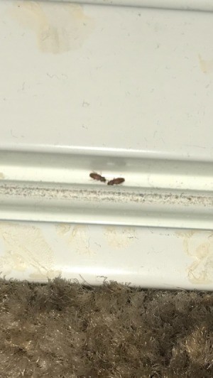 Getting Rid of Small Brown/Black Bugs in an Apartment