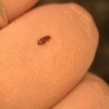 Getting Rid of Small Brown/Black Bugs in an Apartment - bug on finger
