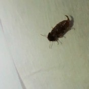 What Kind Of Bug Is This? - small dark brown bug with stinger like appendage on the tail end