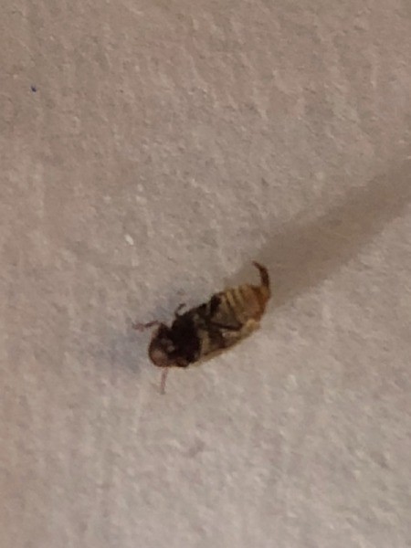 What Kind Of Bug Is This?