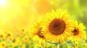 Close up of 3 sunflowers in a field.