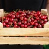 Hands holding a wooden box full of cherries.