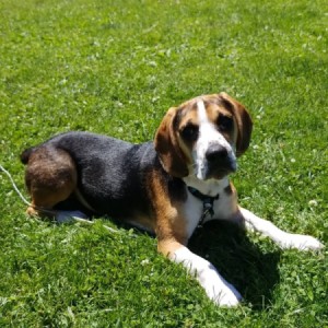 What Breed Is My Dog? - Beagle mix dog lying in the grass