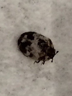 Identifying Pinpoint Sized Black -Bugs - grayish tan and black bug