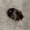 Identifying Pinpoint Sized Black -Bugs - grayish tan and black bug