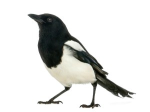 Magpies on white background.