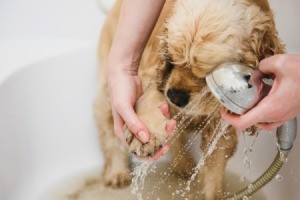 Woman Cleaning a Dog's Paws.