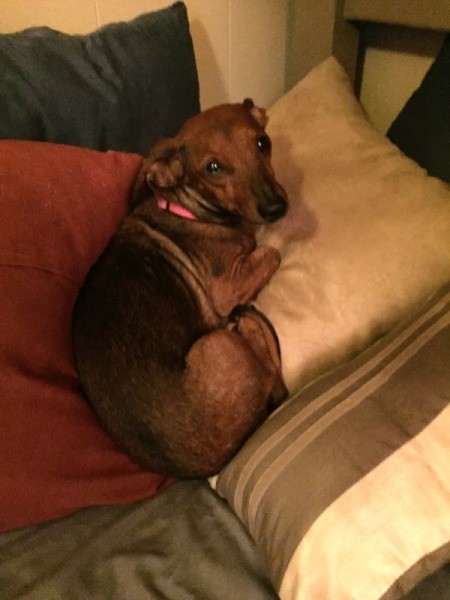 Is My Dog a Full Blood Dachshund or a Chiweenie? - brown dog with darker back, long face