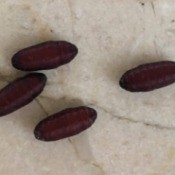Identifying Insect Eggs - brown torpedo shaped insect eggs
