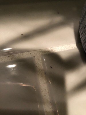 Identifying Tiny Black Bugs - tiny bugs on white ceramic tile