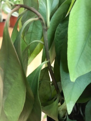 Identifying a Houseplant - droopy foliage plant