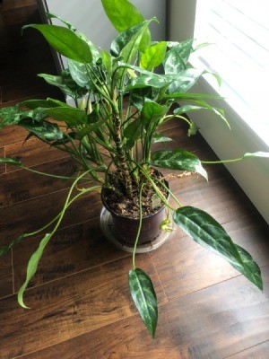 What Is This Houseplant? multiple cane plant with light green leaves with darker green markings