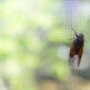 Cicada on a screen.