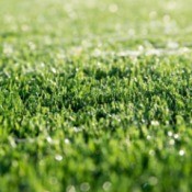 Closeup of artificial grass.