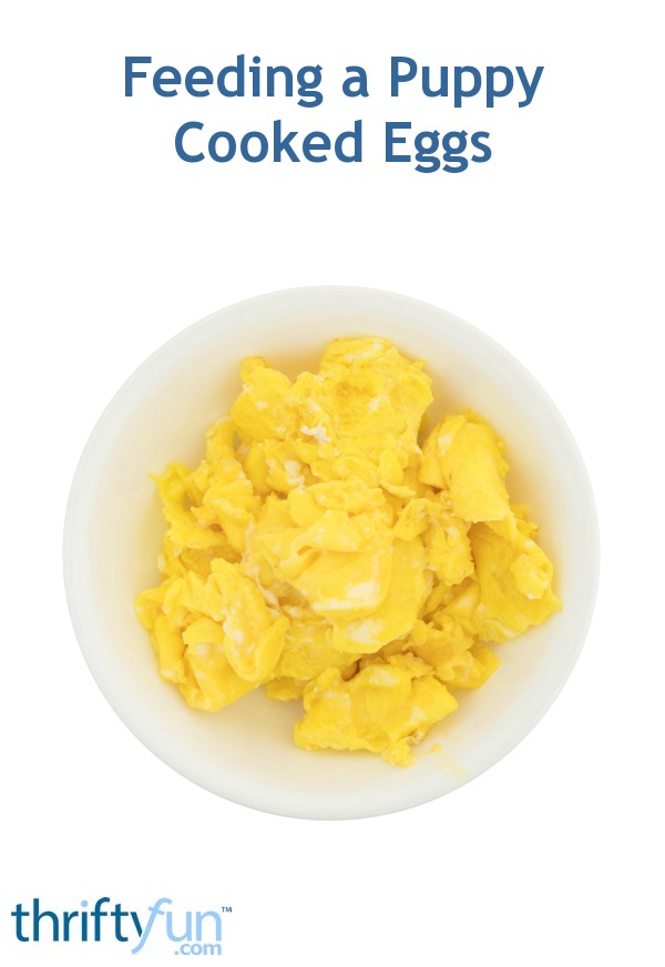 Feeding a Puppy Cooked Eggs? ThriftyFun