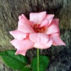 A Rose Named Charlie - pink rose bloom