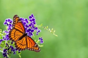 Viceroy Butterfly on a flower.
