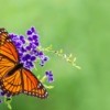 Viceroy Butterfly on a flower.