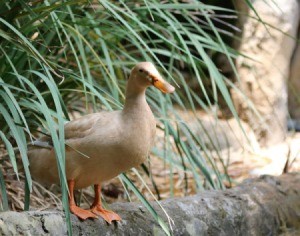 Khaki Campbell Duck