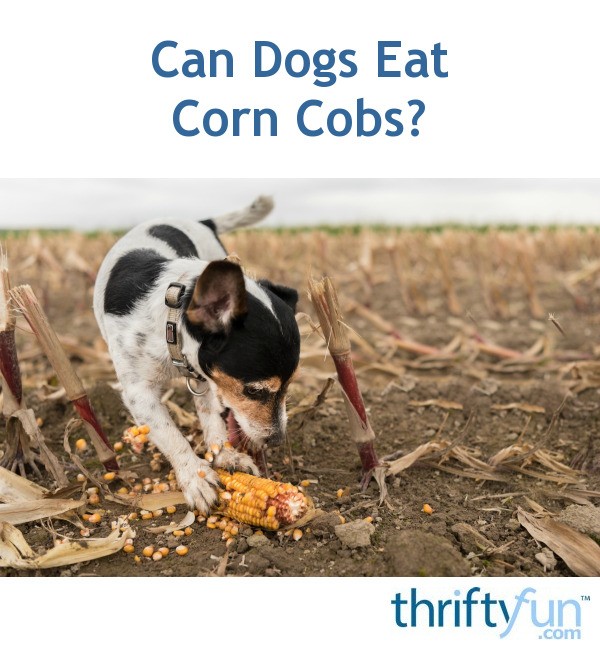 Can Dogs Eat Corn Cobs? ThriftyFun