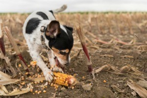 Dog playing with a corn on a cob.