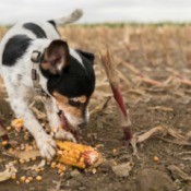 Dog playing with a corn on a cob.