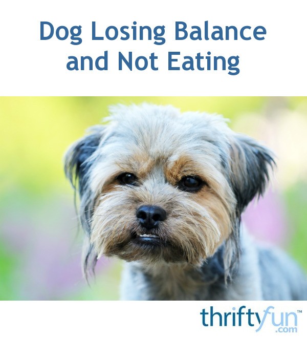 Dog Losing Balance and Not Eating? ThriftyFun