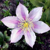 Little Duckling Clematis - light pinkish white petals with a darker stripe in the cneter