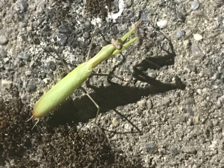 The Sideline Praying Mantis - mantis and its shadow