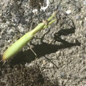 The Sideline Praying Mantis - mantis and its shadow