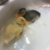 Pekin/Runner Duck Babies - ducklings in the sink for a swim